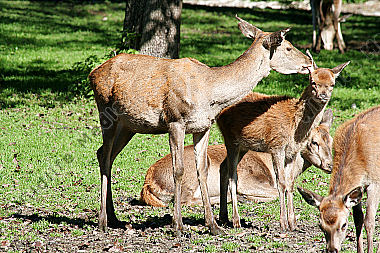 Hirschkalb