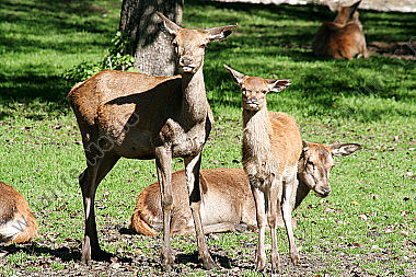 Hirschkalb