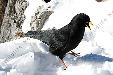 Alpendohle