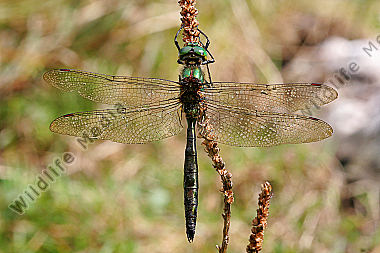 Alpen Smaragdlibelle