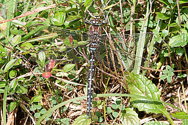 Torf Mosaikjungfer