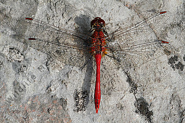 Blutrote Heidelibelle