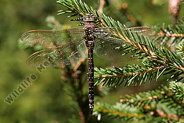 Hochmoor Mosaikjungfer