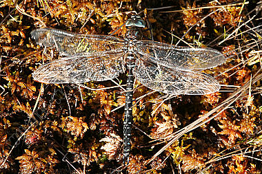 Hochmoor Mosaikjungfer