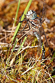 Hochmoor Mosaikjungfer