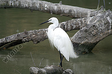 Seidenreiher