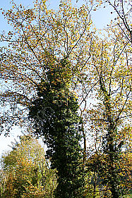 Efeu