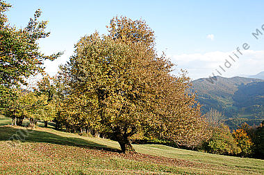 Birnbaum