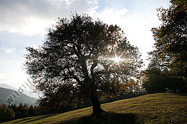 Birnbaum