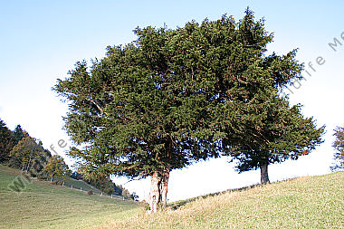 Eibe