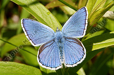 Himmelblauer Bläuling