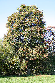 Rosskastanie