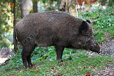 Wildschwein