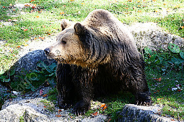 Braunbär