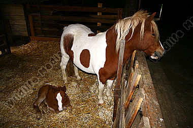 Pony