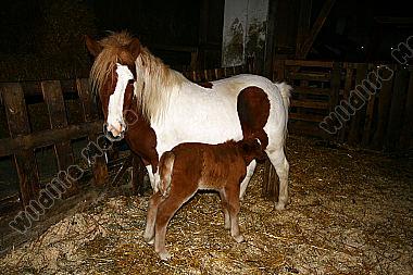 Pony