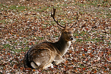 Damhirsch