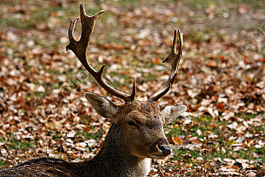 Damhirsch