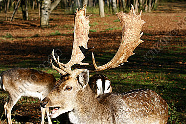 Damhirsch