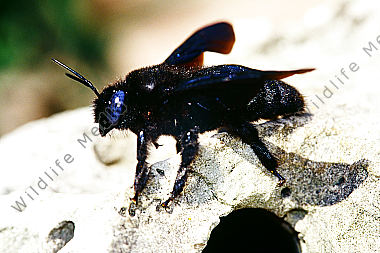Blaue Holzbiene