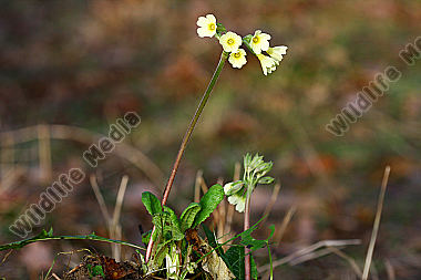 Wald Schlüsselblume