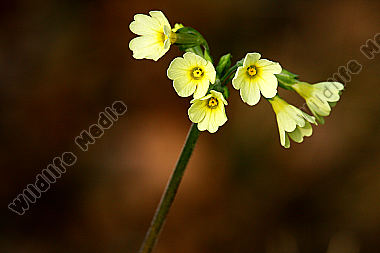 Wald Schlüsselblume