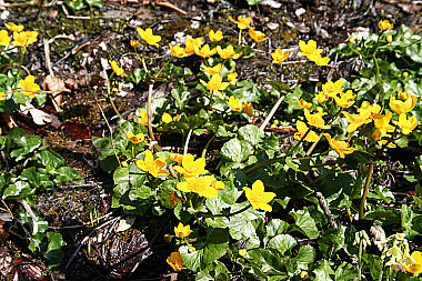 Sumpfdotterblume