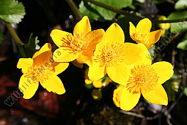 Sumpfdotterblume