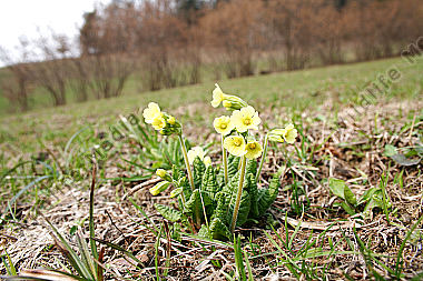 Wald Schlüsselblume