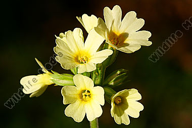 Wald Schlüsselblume