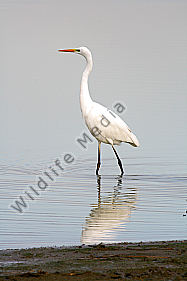 Silberreiher