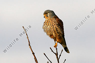 Turmfalke