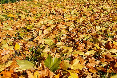 Herbstlaub