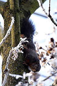 Eichhörnchen