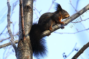 Eichhörnchen