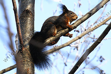 Eichhörnchen