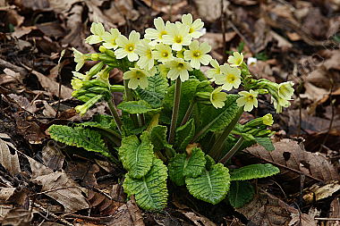 Gewöhnliche Schlüsselblume