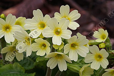 Gewöhnliche Schlüsselblume