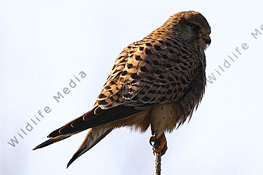Turmfalke