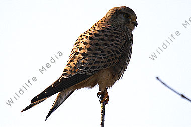 Turmfalke