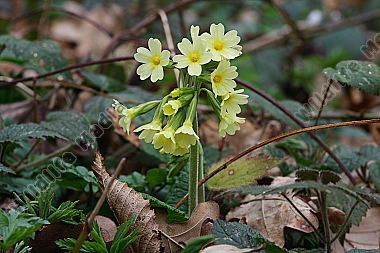 Gewöhnliche Schlüsselblume