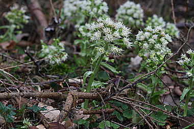 Weiße Pestwurz
