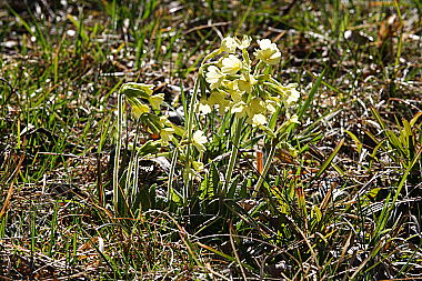 Hohe Schlüsselblume