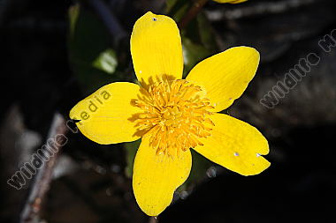 Sumpfdotterblume