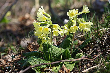 Hohe Schlüsselblume