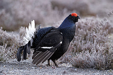 Birkhahn