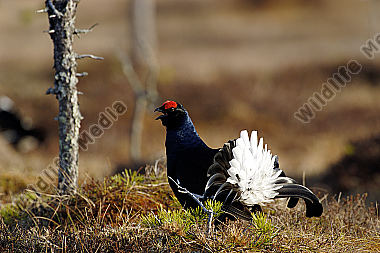 Birkhahn