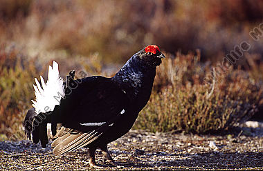 Birkhahn