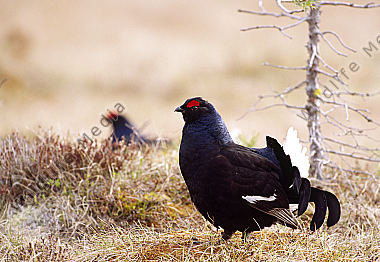 Birkhahn