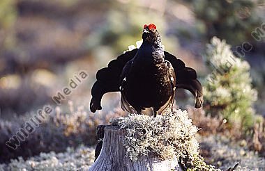 Birkhahn